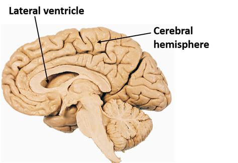 lateral ventricle function of brain.